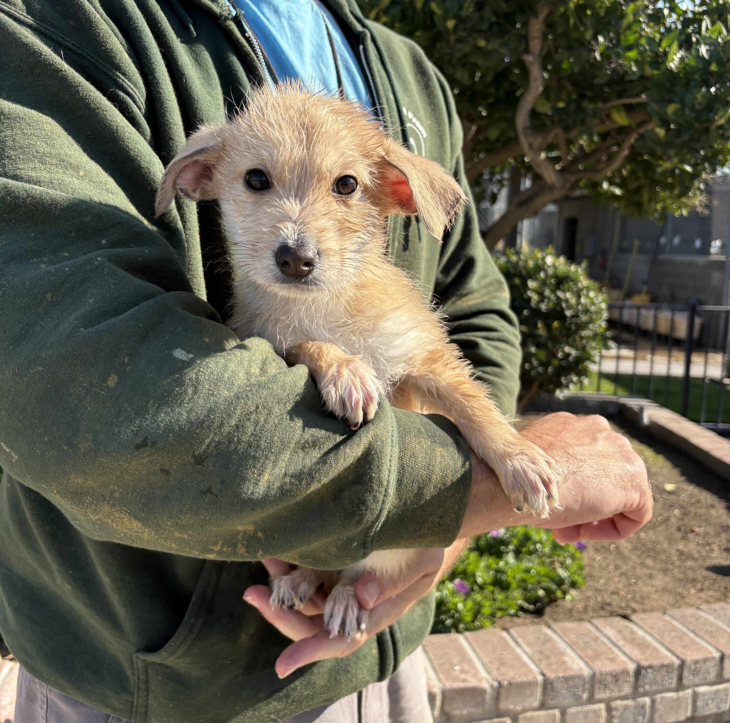 Natasha, Adoptable, Puppy Female Terrier & Mixed Breed.