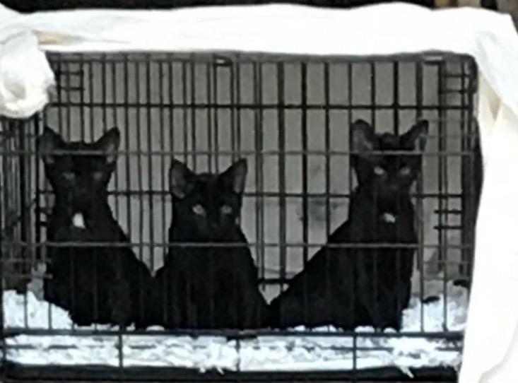 Enlarge Teenzy, a Adoptable Domestic Short Hair in Memphis, TN image 1/1