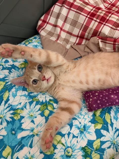 Leo, the Blue-Eyed Boy, Adoptable, Kitten Male Domestic Short Hair.