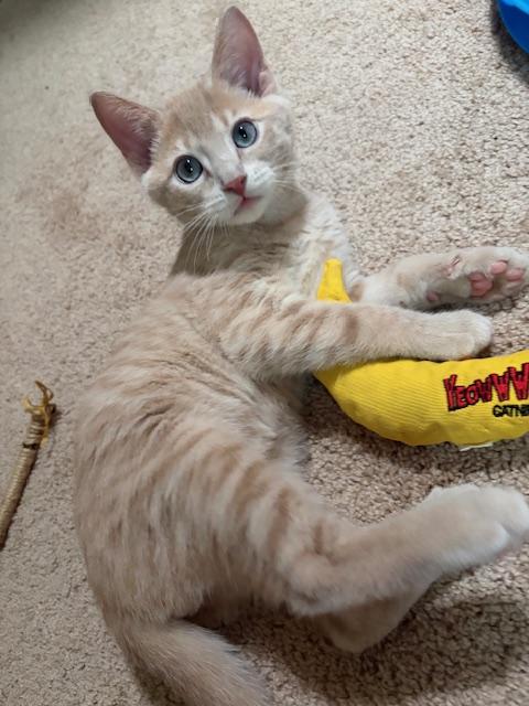 Enlarge Leo, the Blue-Eyed Boy, a Adoptable Domestic Short Hair in Somerset, NJ image 2/4