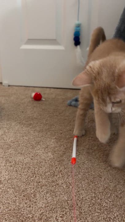Enlarge Leo, the Blue-Eyed Boy, a Adoptable Domestic Short Hair in Somerset, NJ video 4/4