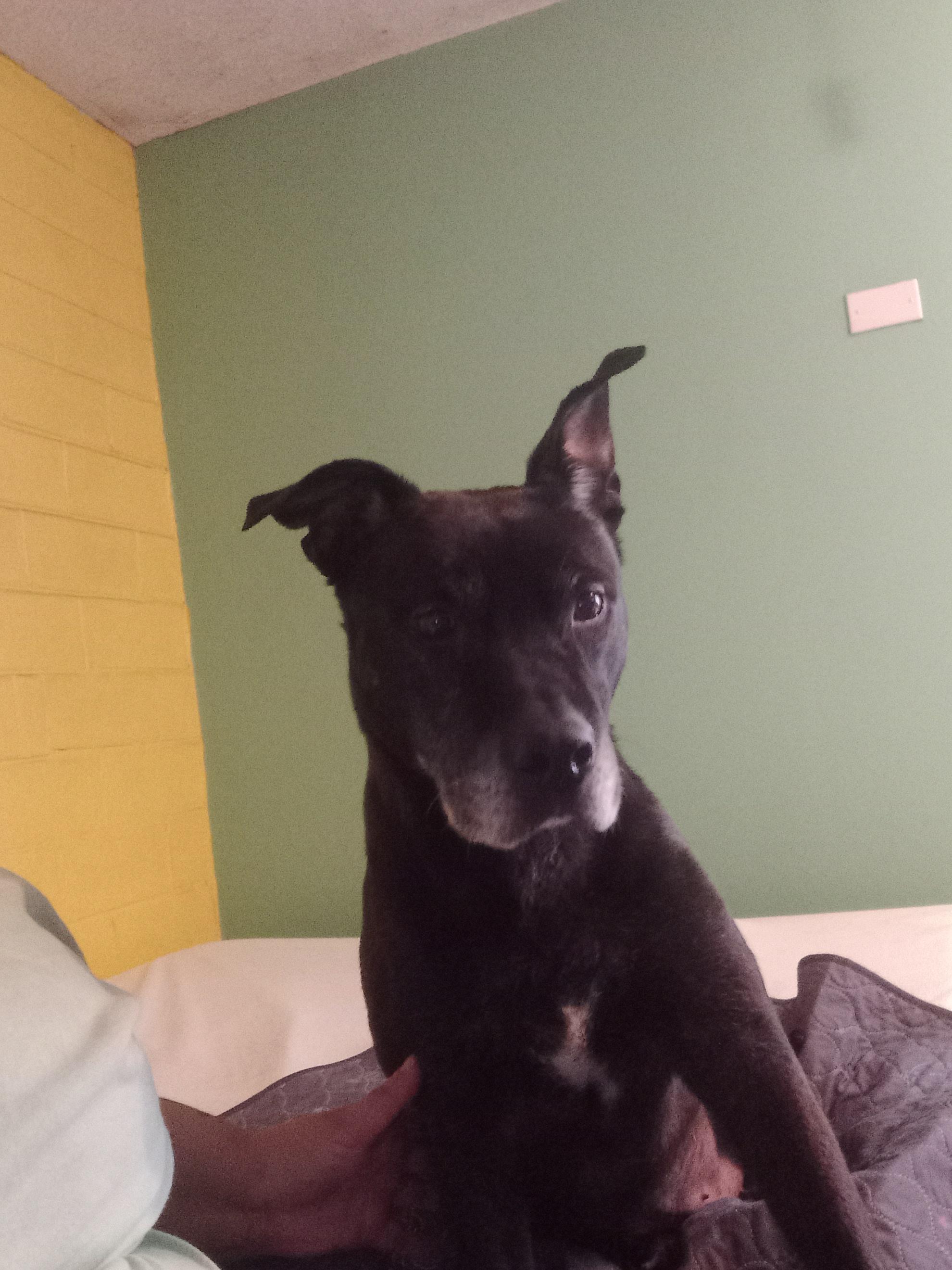 Jasmine, a Adoptable mixed breed in Fort Wayne, IN image 2/6