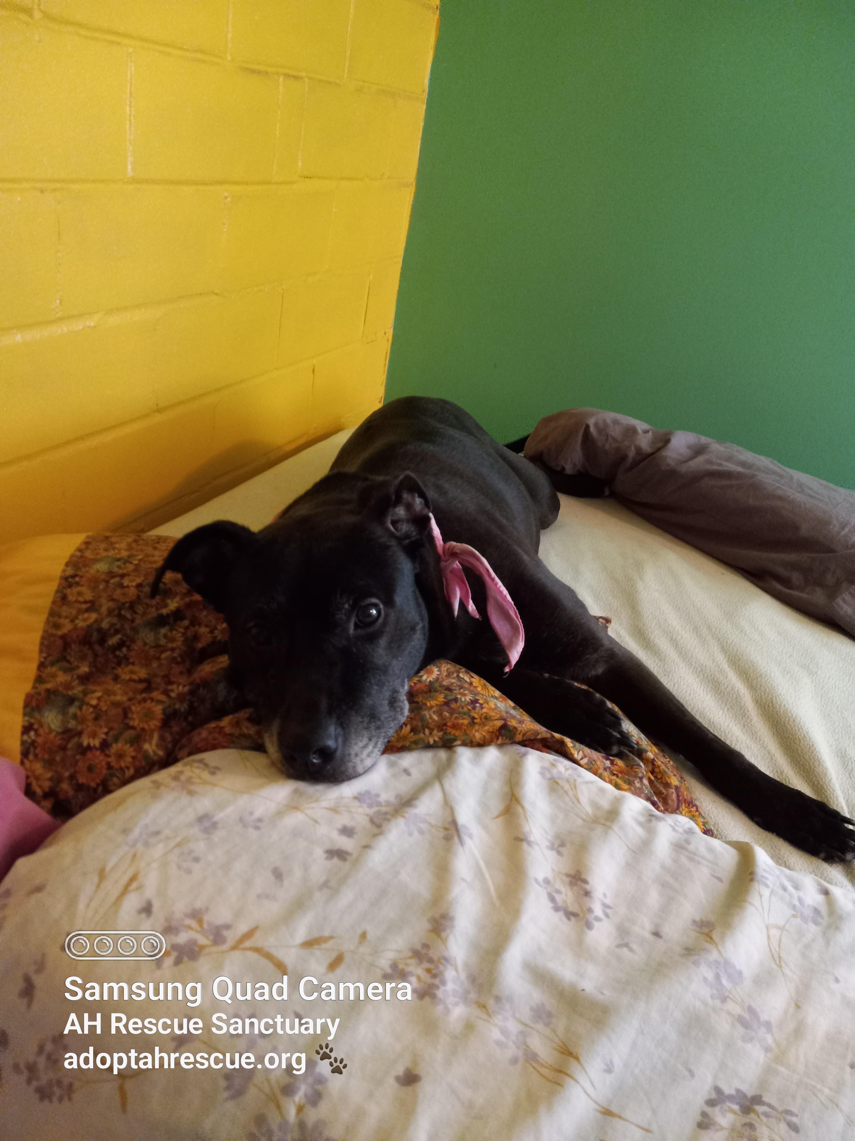 Jasmine, a Adoptable mixed breed in Fort Wayne, IN image 3/6