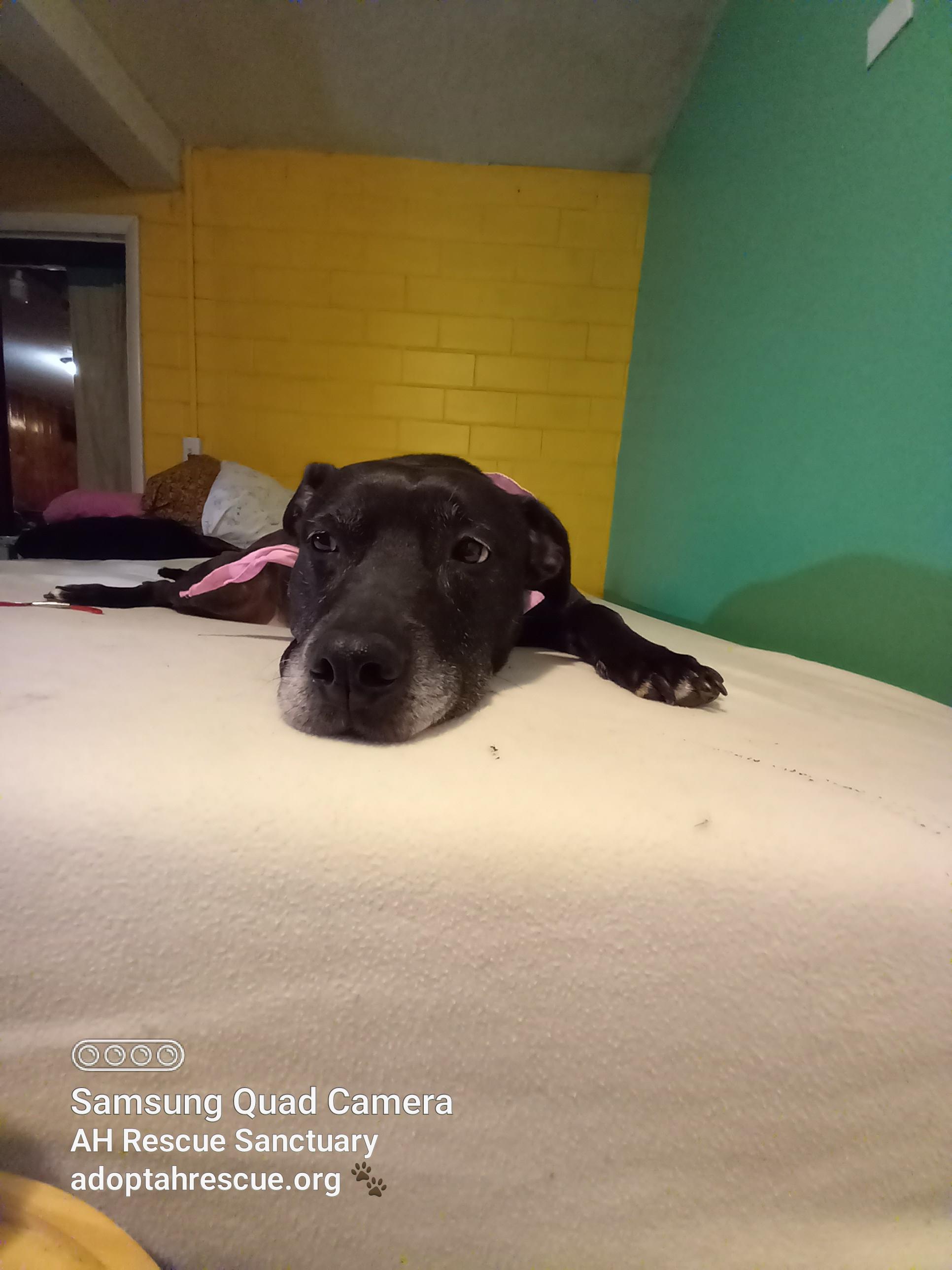 Jasmine, a Adoptable mixed breed in Fort Wayne, IN image 4/6