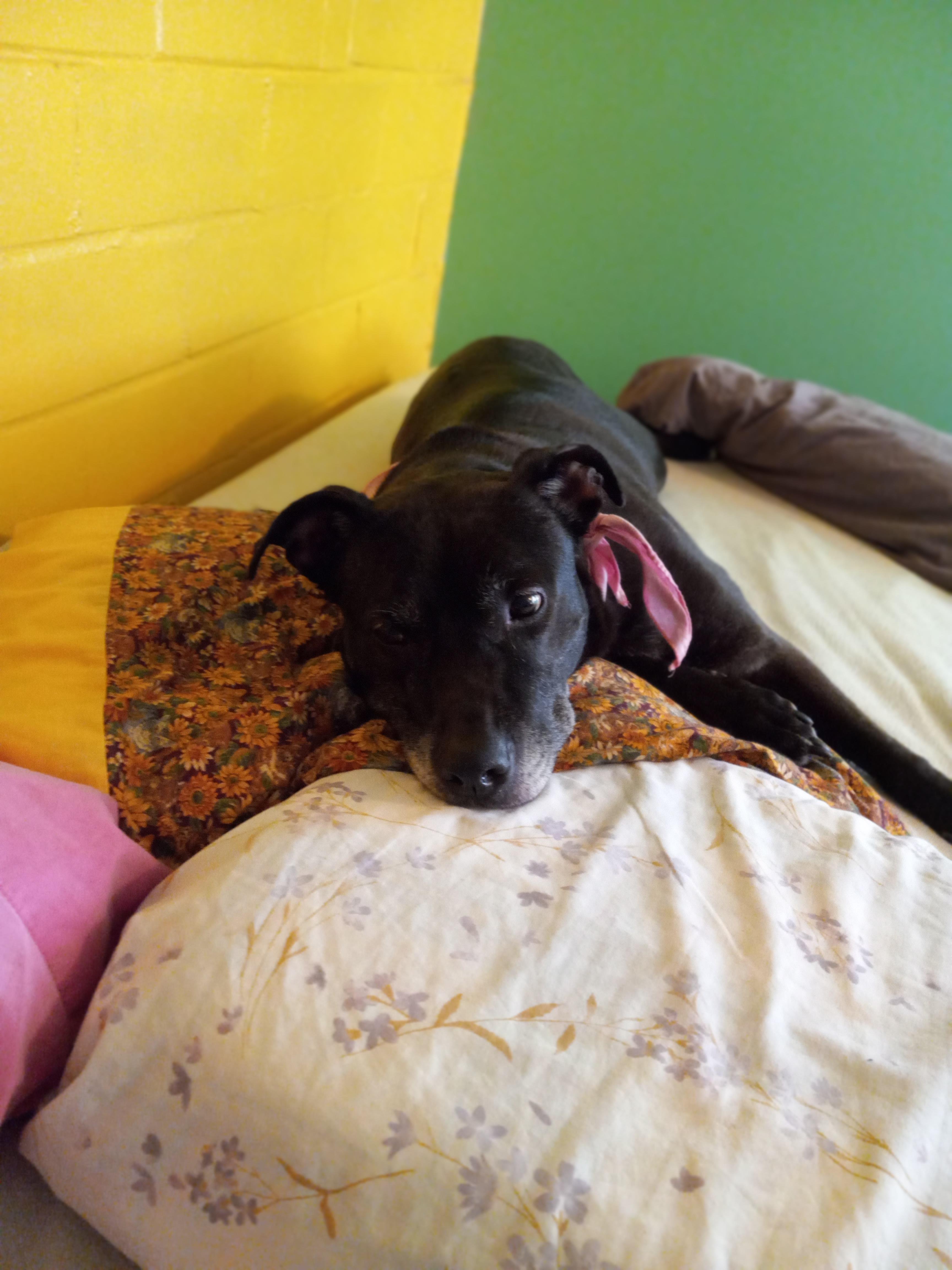 Jasmine, a Adoptable mixed breed in Fort Wayne, IN image 5/6