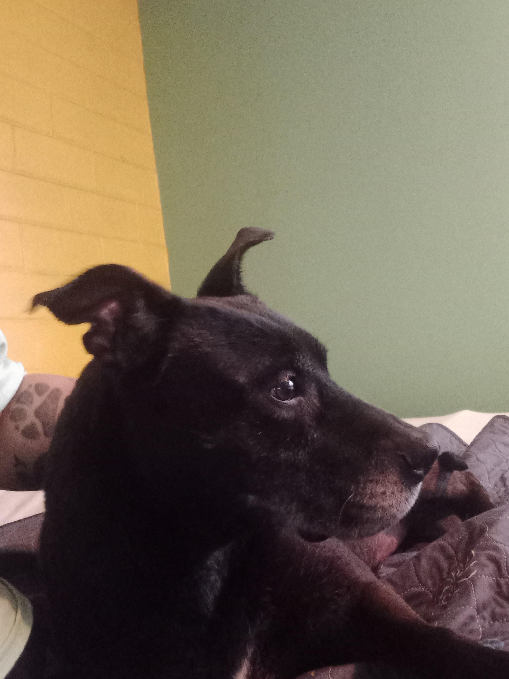 Jasmine, a Adoptable mixed breed in Fort Wayne, IN image 6/6