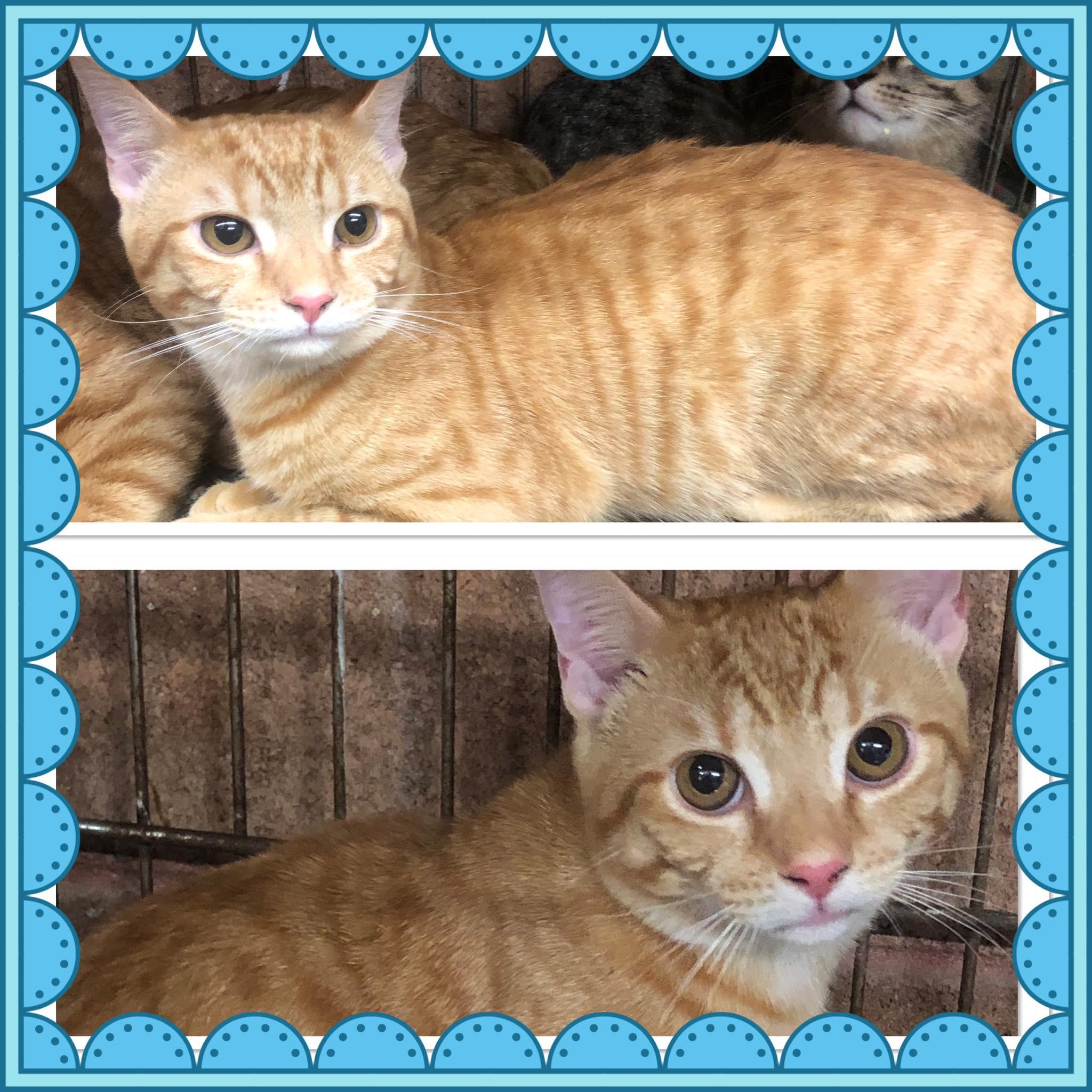 ROBLUX, ADOPTABLE, Kitten Male Domestic Short Hair.