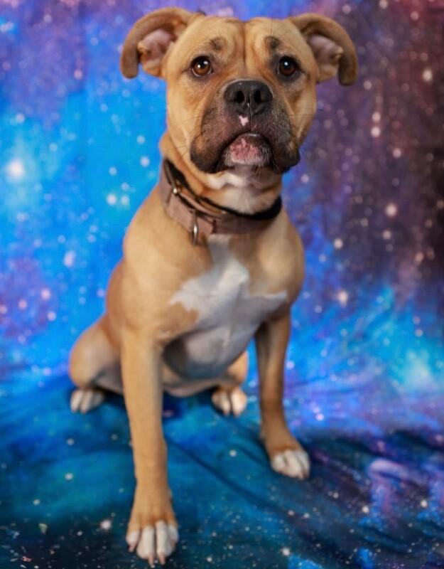Honey, Adoptable, Puppy Female Boxer & Pit Bull Terrier.
