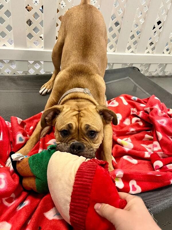 Honey, a Adoptable mixed breed in Van Nuys, CA image 2/6