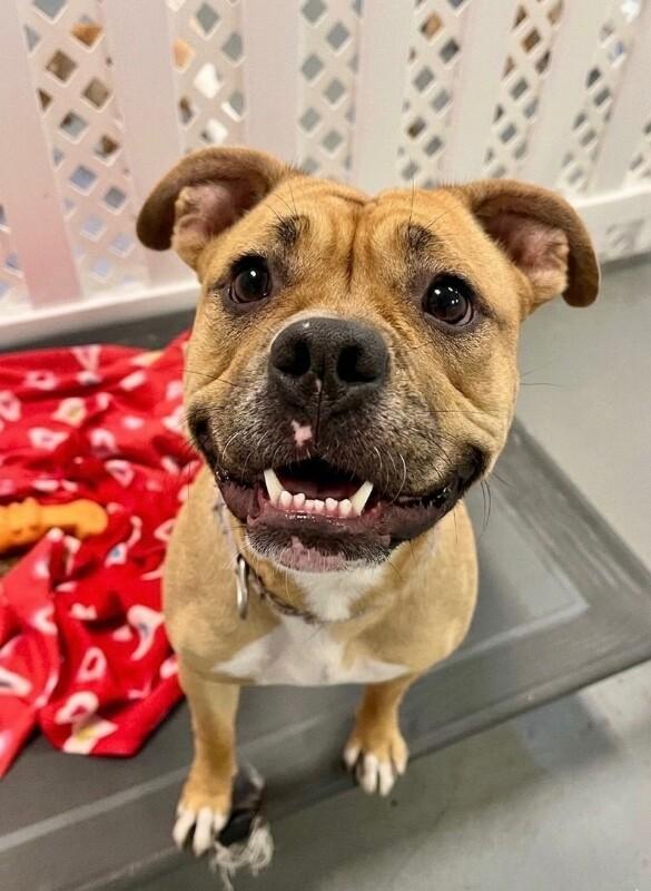 Honey, a Adoptable mixed breed in Van Nuys, CA image 3/6