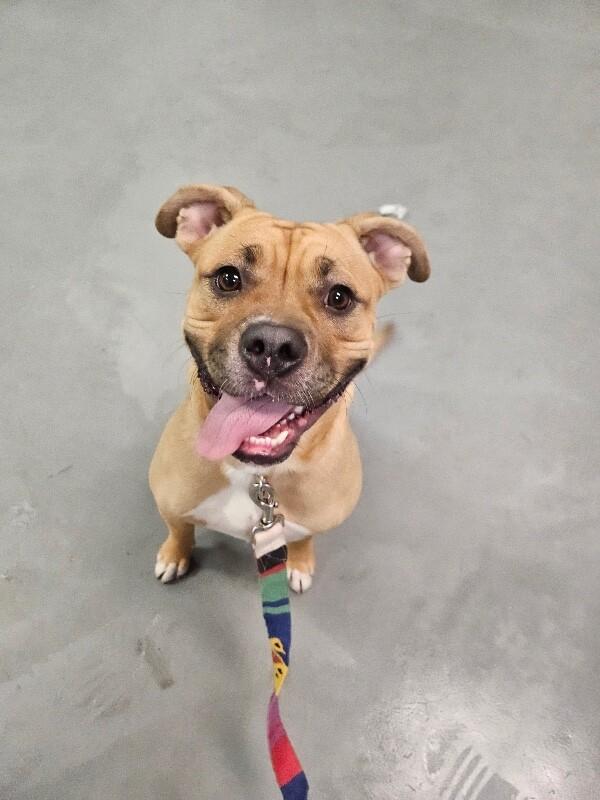 Honey, a Adoptable mixed breed in Van Nuys, CA image 4/6