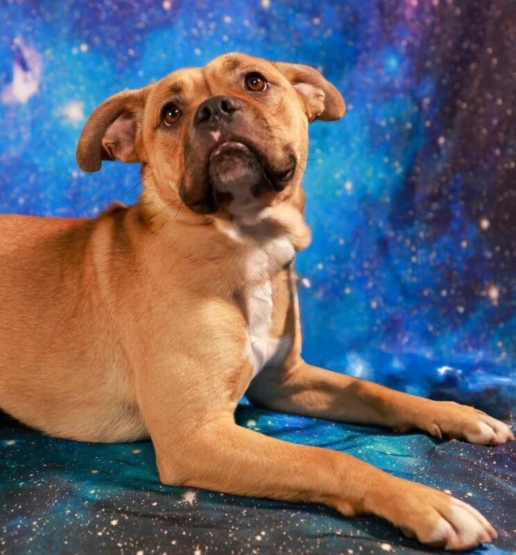 Honey, a Adoptable mixed breed in Van Nuys, CA image 6/6