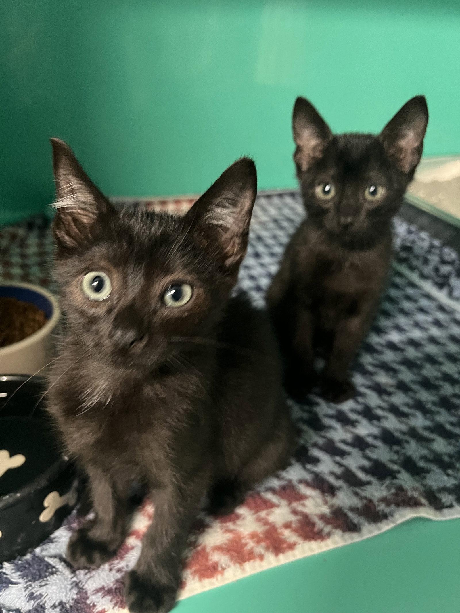Nuggett and Sprout 10 weeks males AVAILABLE 6/10, Adopted, Young Male Domestic Short Hair.