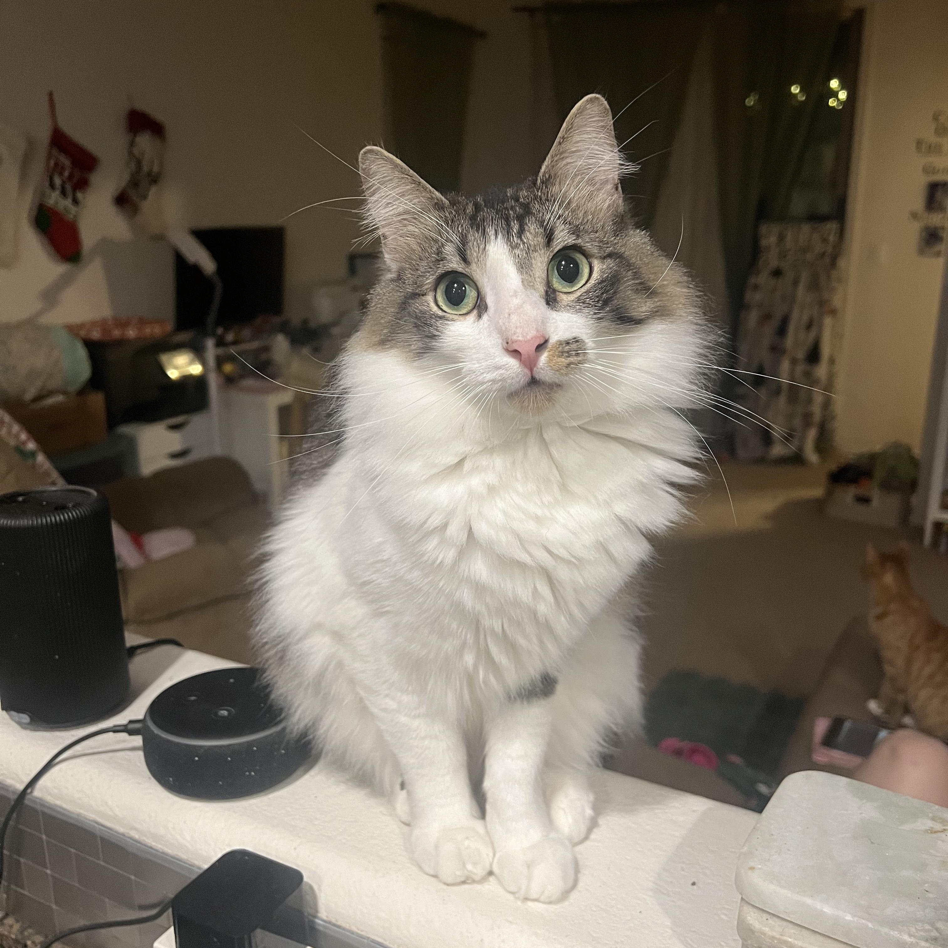 Enlarge Leo, a ADOPTABLE Domestic Long Hair in Phoenix, AZ image 1/3