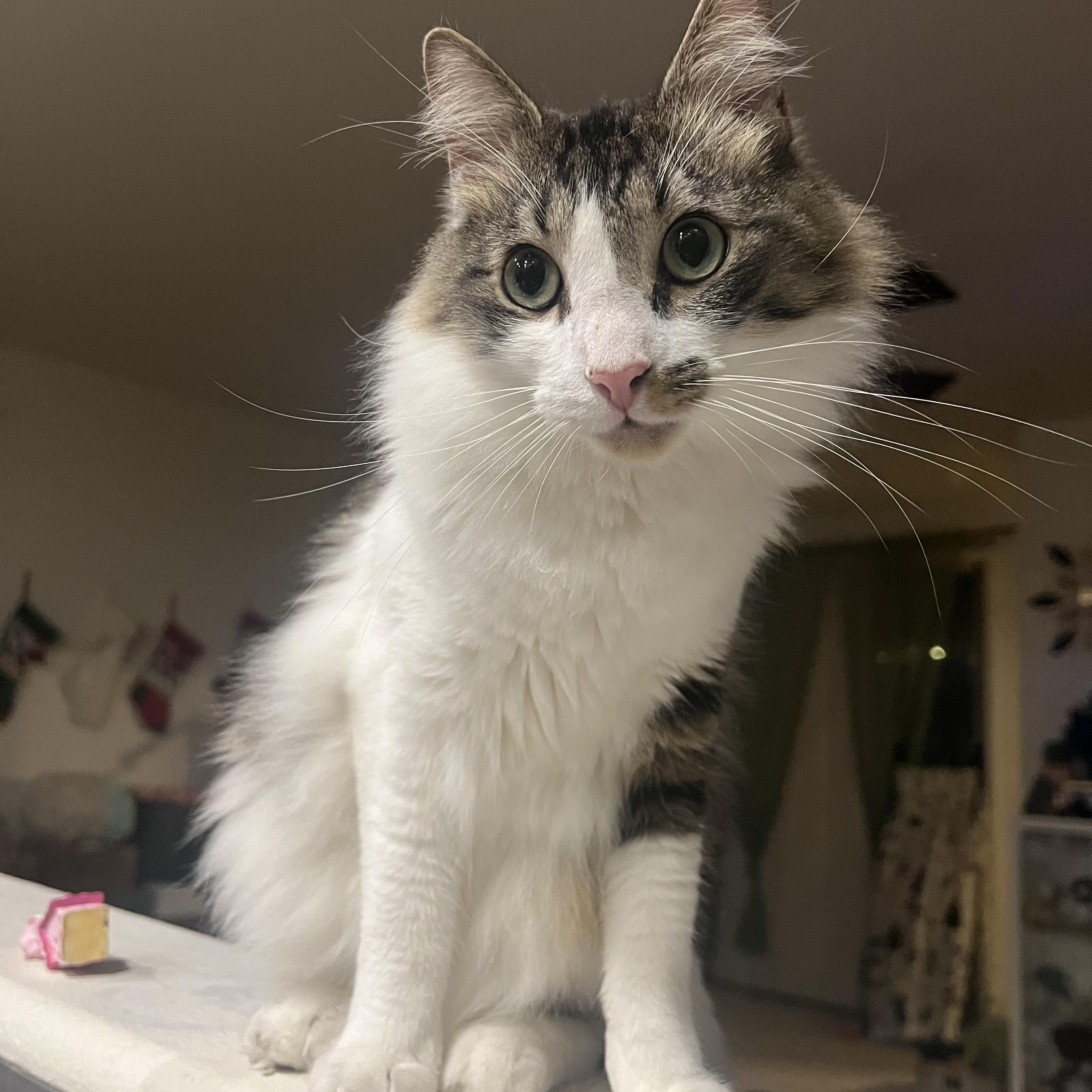 Enlarge Leo, a ADOPTABLE Domestic Long Hair in Phoenix, AZ image 2/3