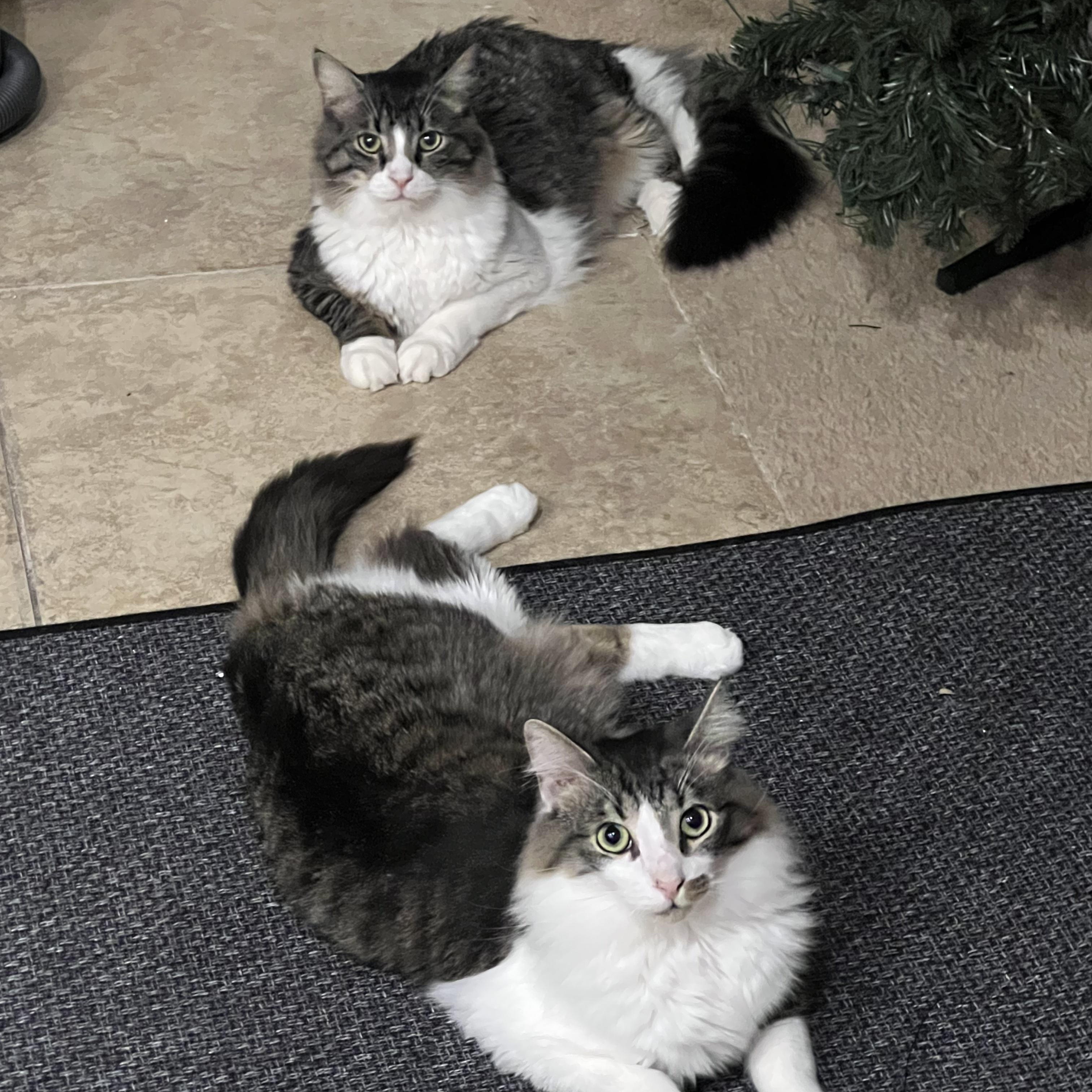 Enlarge Leo, a ADOPTABLE Domestic Long Hair in Phoenix, AZ image 3/3