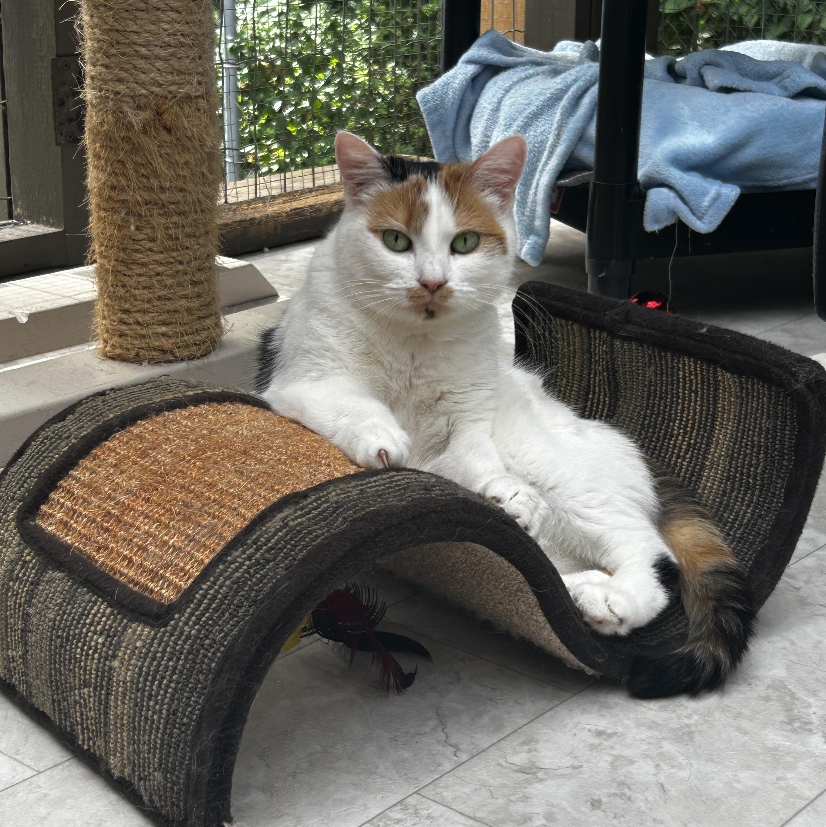 Enlarge Neige , a ADOPTABLE Calico in Maple Ridge, BC image 2/6