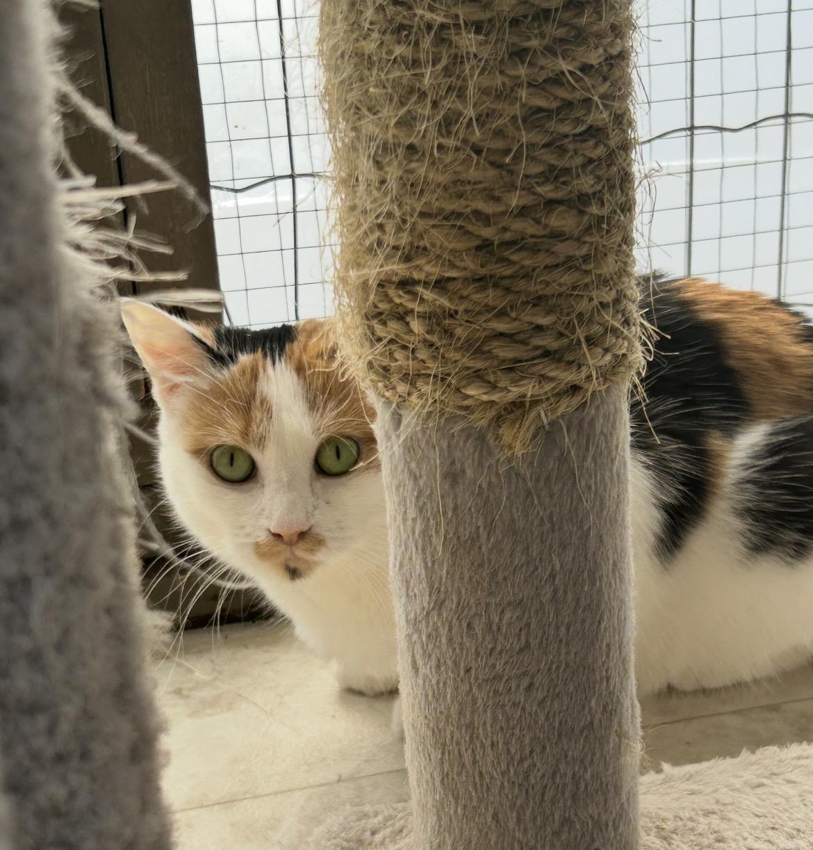 Neige , a ADOPTABLE Calico in Maple Ridge, BC image 6/6