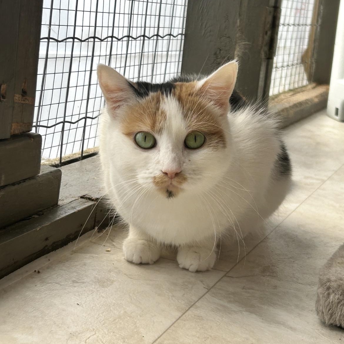 Neige , a ADOPTABLE Calico in Maple Ridge, BC image 4/6