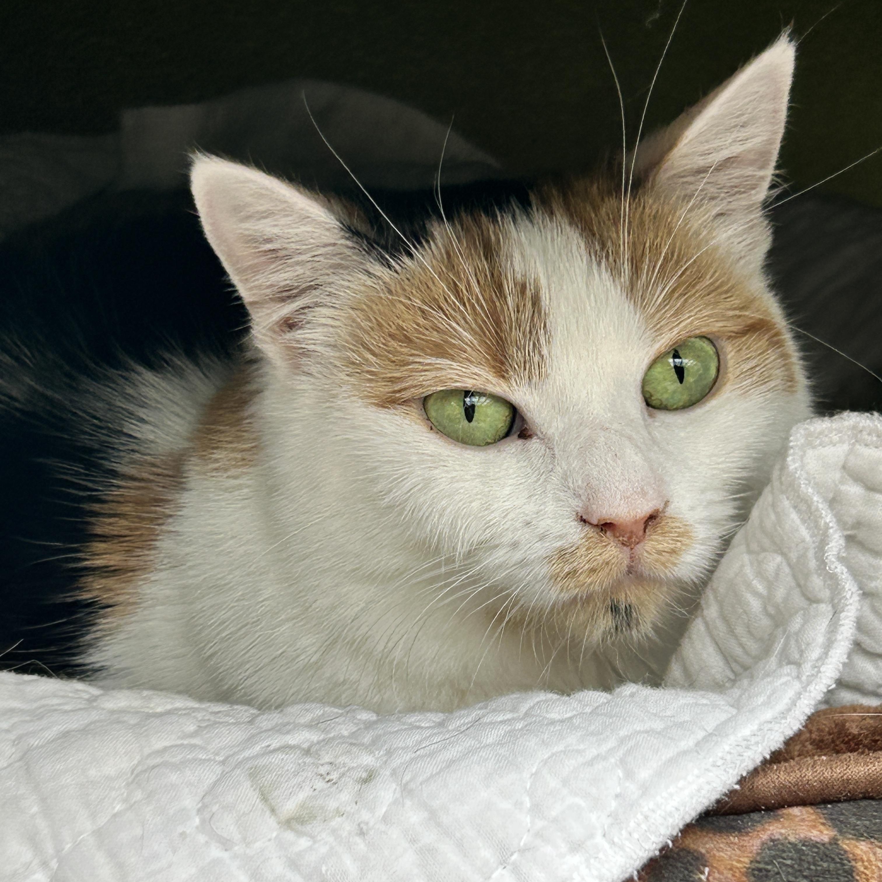 Neige , a ADOPTABLE Calico in Maple Ridge, BC image 2/6