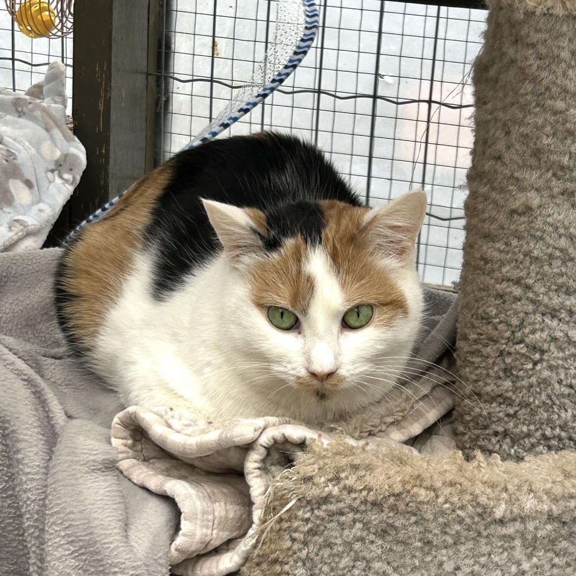 Neige , a ADOPTABLE Calico in Maple Ridge, BC image 3/6