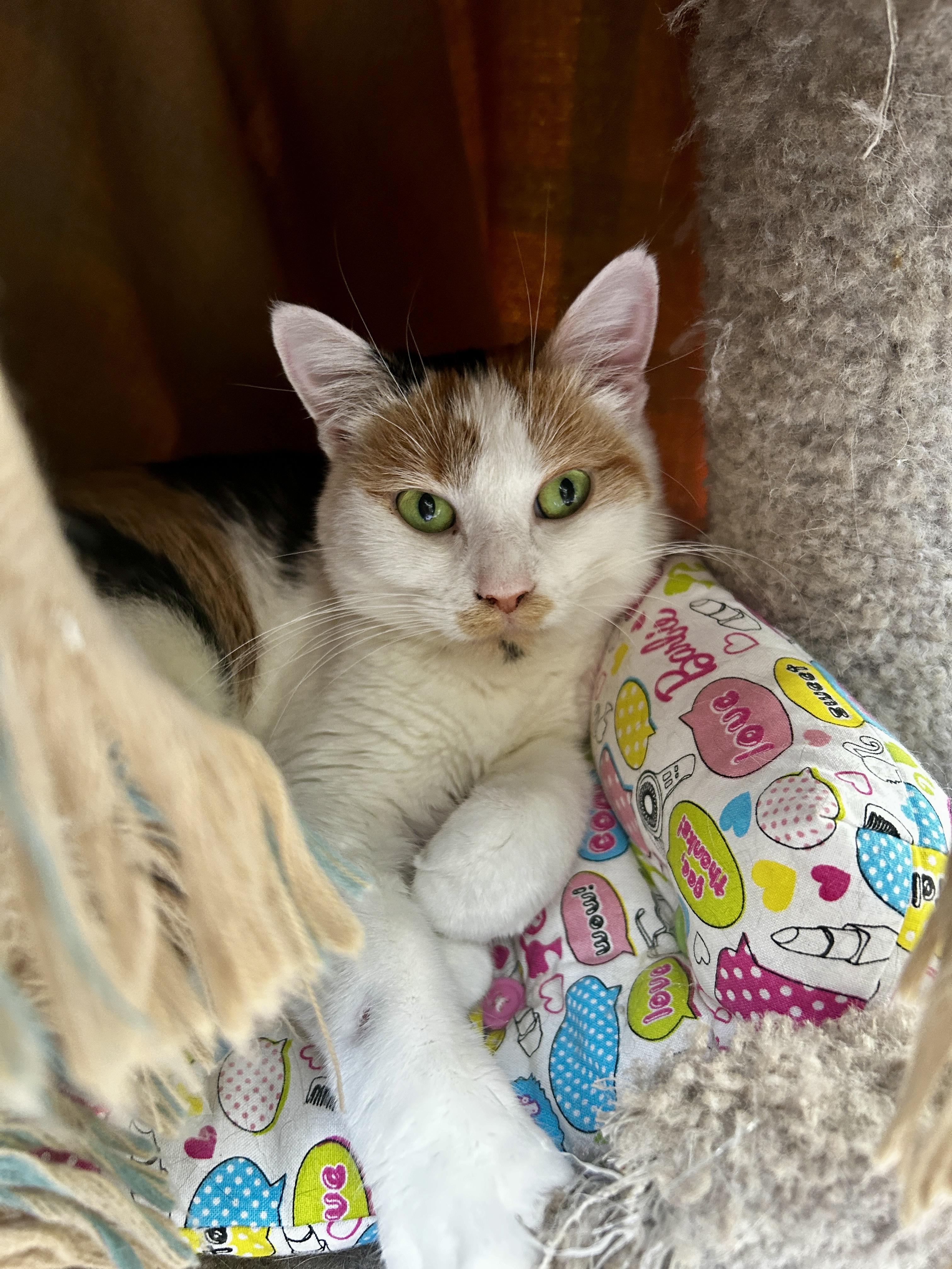 Neige , ADOPTABLE, Young Female Calico.