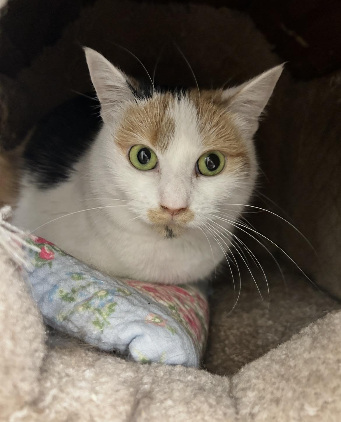 Neige , a ADOPTABLE Calico in Maple Ridge, BC image 5/6
