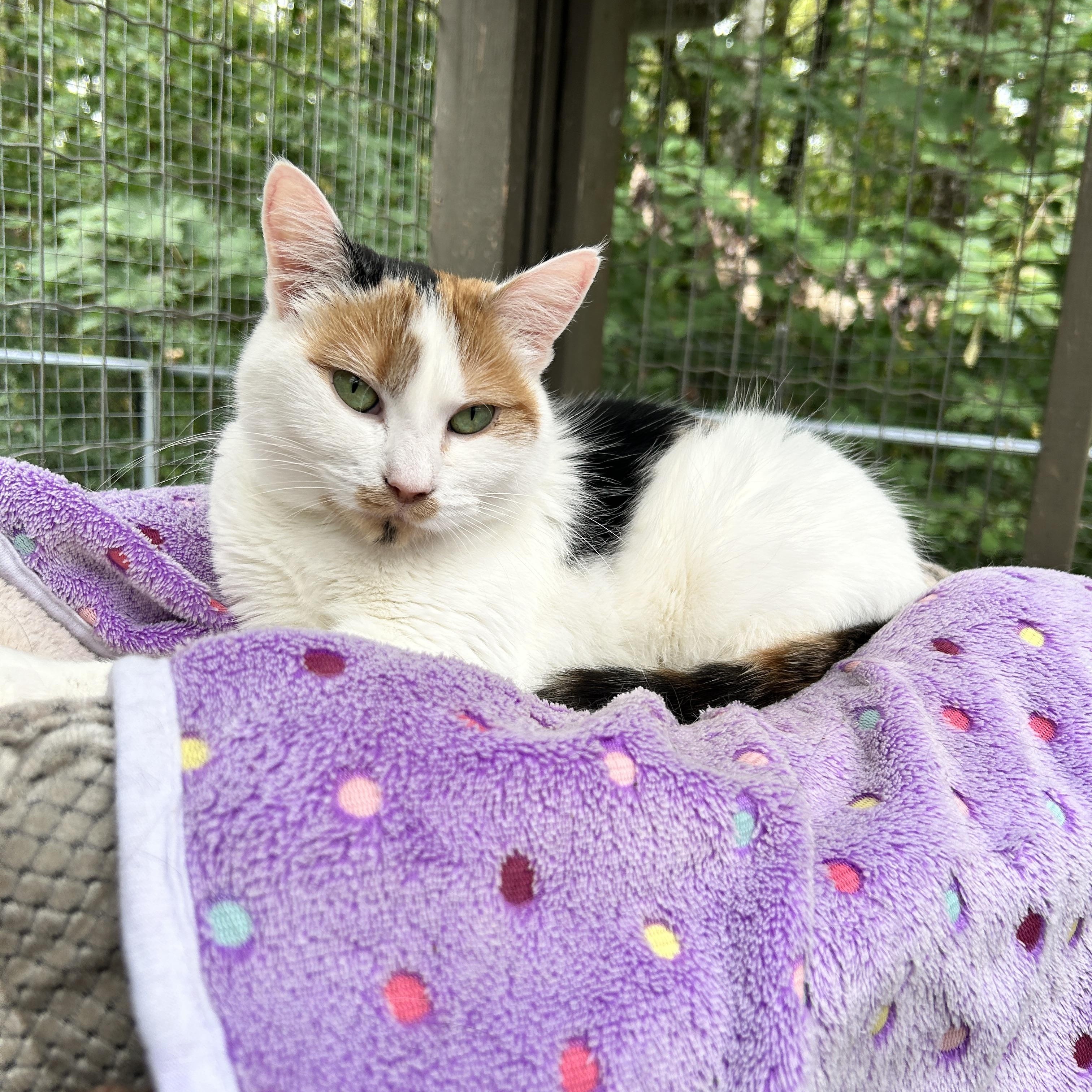Neige , ADOPTABLE, Young Female Calico.