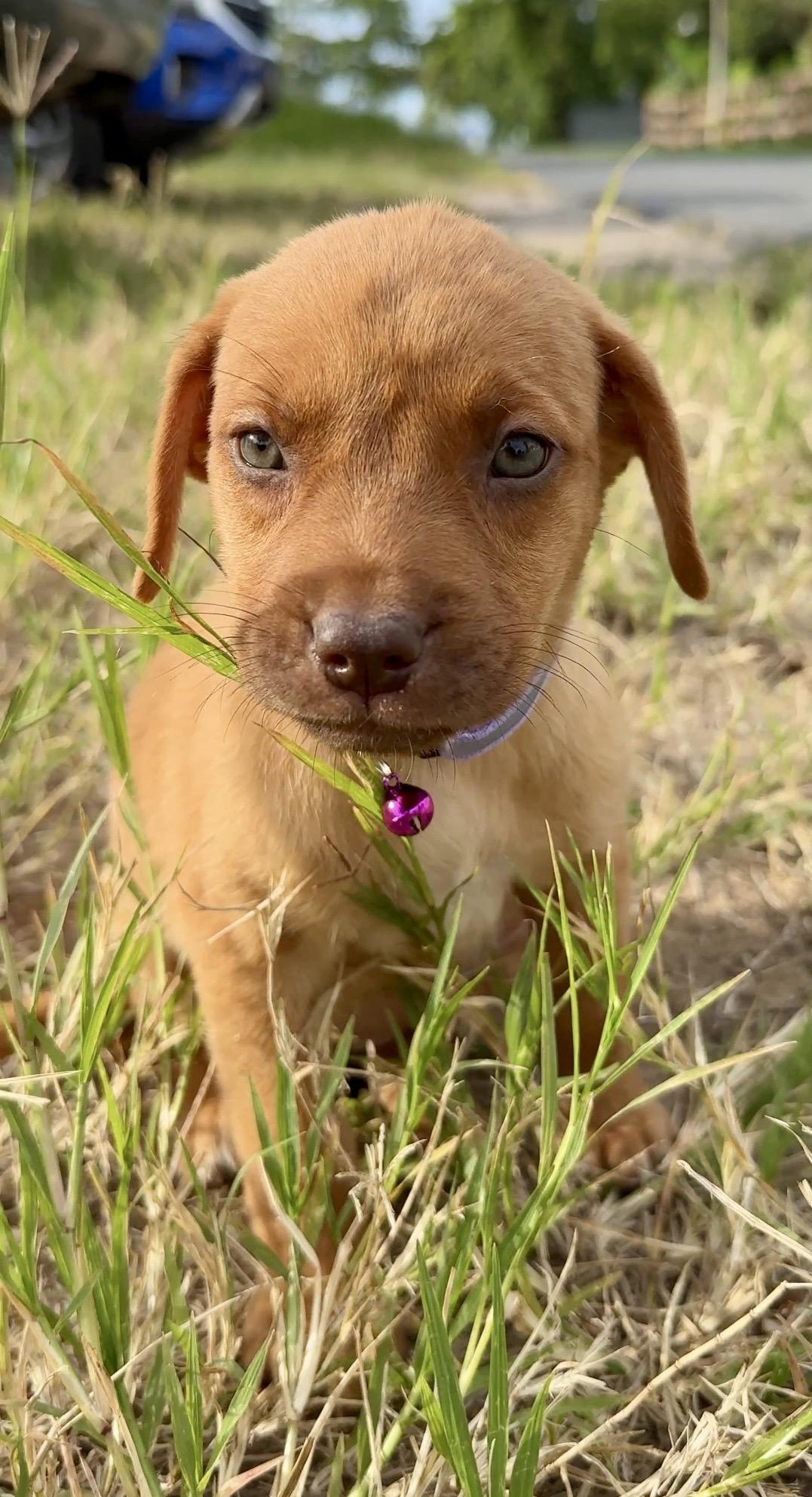 Enlarge Penny - GREEN Eyes, Girl Puppy *LOW FEE*, a Adoptable mixed breed in Brooklyn , NY image 3/6