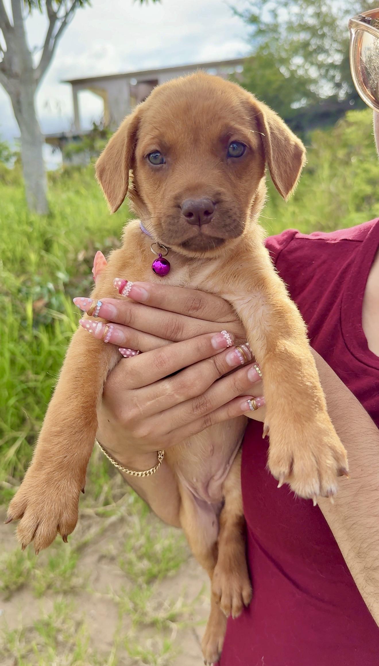 Enlarge Penny - GREEN Eyes, Girl Puppy *LOW FEE*, a Adoptable mixed breed in Brooklyn , NY image 4/6