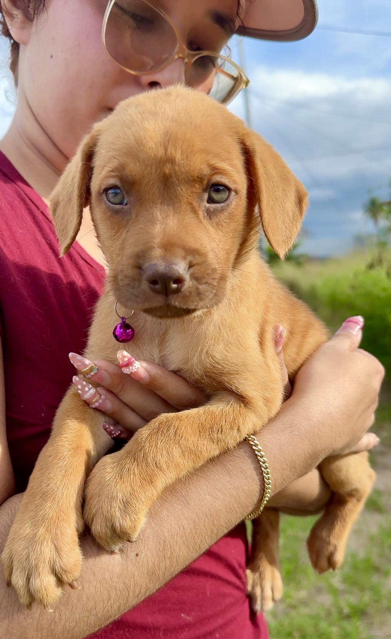 Penny - GREEN Eyes, Girl Puppy *LOW FEE*, Adoptable, Puppy Female Labrador Retriever & Shepherd.