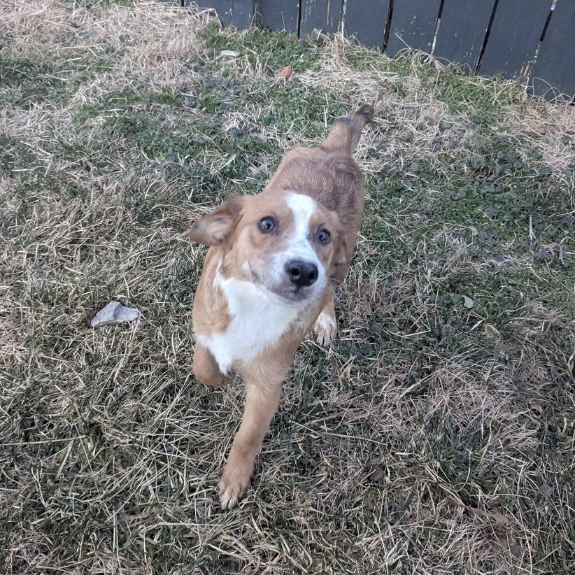 Whiz, ADOPTABLE, Puppy Female Australian Shepherd.