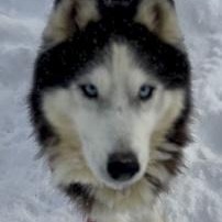 Enlarge Jessica, an adopted Husky in Buffalo, NY image 1/4