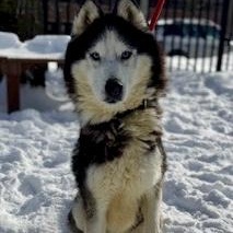 Enlarge Jessica, an adopted Husky in Buffalo, NY image 2/4