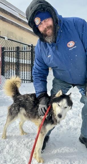 Enlarge Jessica, an adopted Husky in Buffalo, NY image 3/4