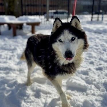 Enlarge Jessica, an adopted Husky in Buffalo, NY image 4/4