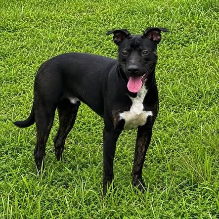 Enlarge Milo, a ADOPTABLE mixed breed in Stafford, VA image 3/3