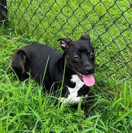 Milo, ADOPTABLE, Young Male Pit Bull Terrier.