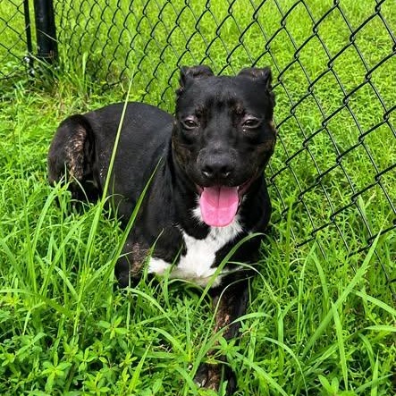 Enlarge Milo, a ADOPTABLE mixed breed in Stafford, VA image 2/3