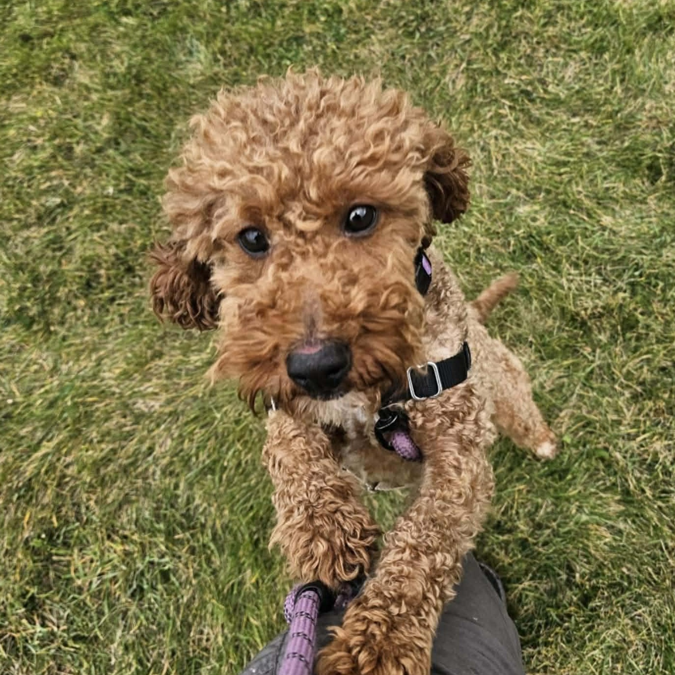 Enlarge Chester - Foster Home Needed, a Adoptable Goldendoodle in Hartland, WI image 3/6