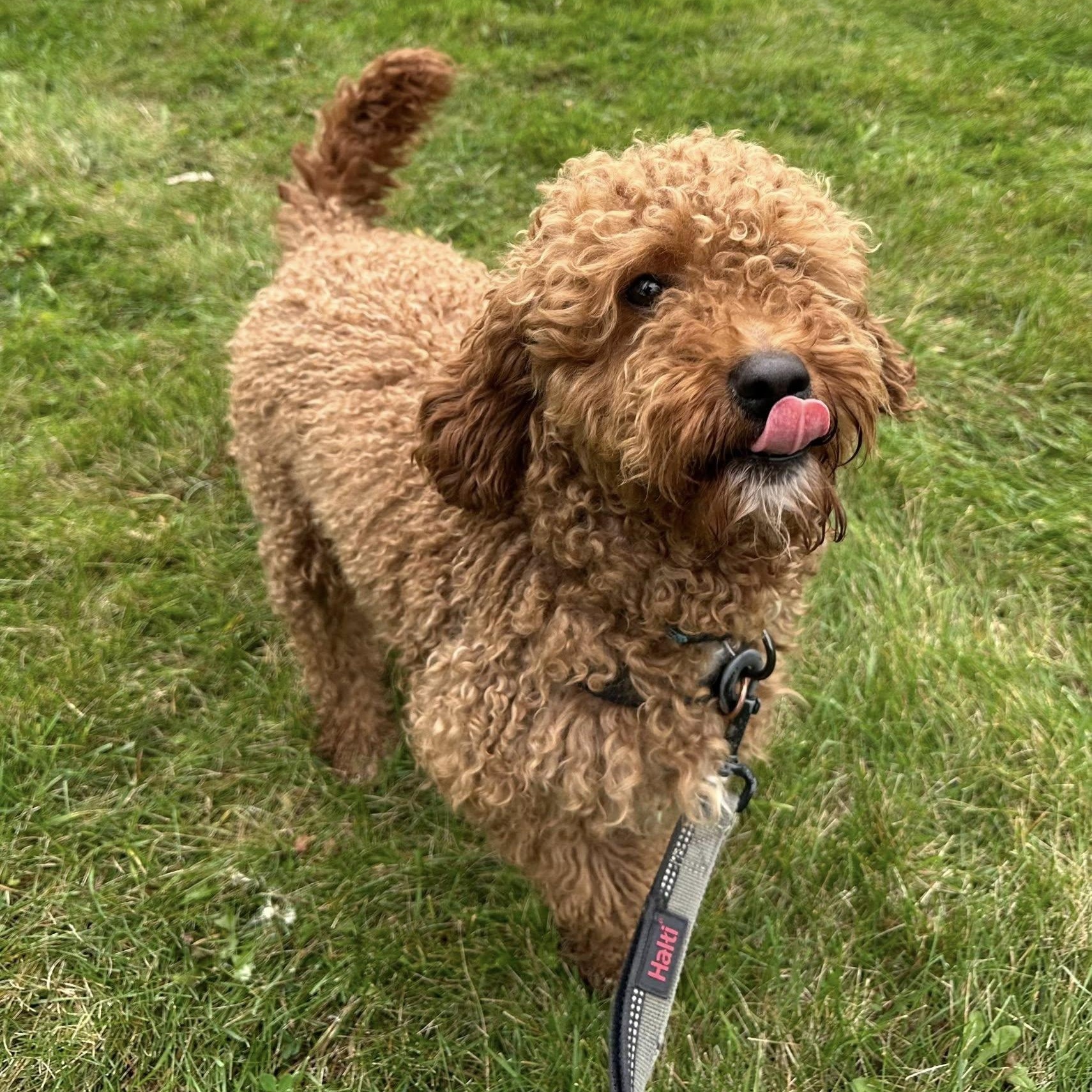 Chester - Foster Home Needed