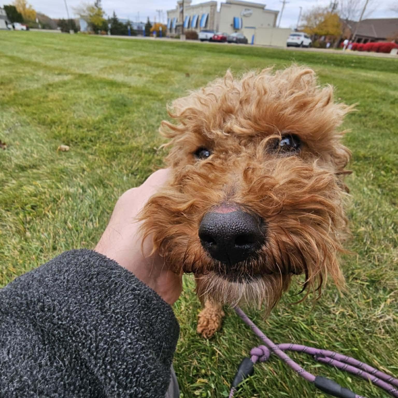 Enlarge Chester - Foster Home Needed, a Adoptable Goldendoodle in Hartland, WI image 4/6