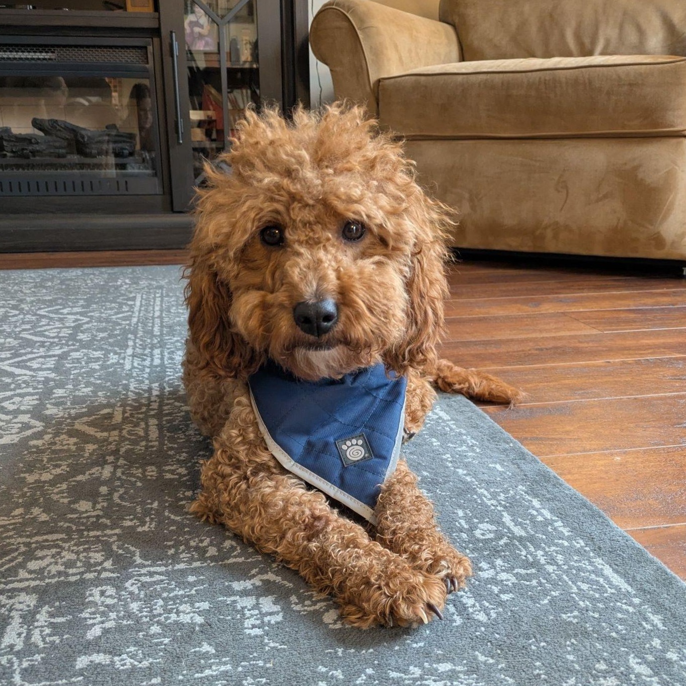 Chester - Home Visit in Process, Adoptable, Adult Male Goldendoodle.