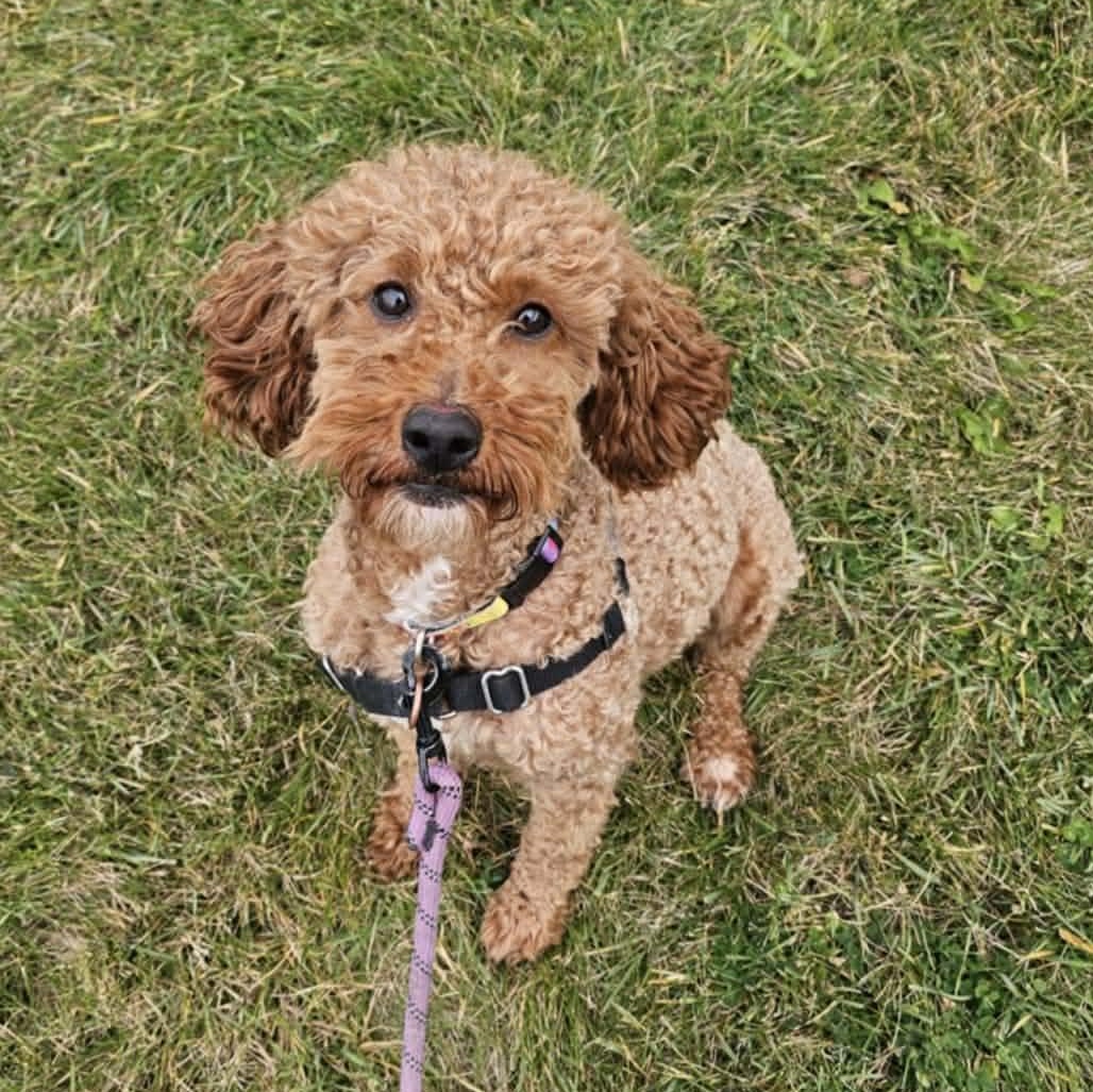 Enlarge Chester - Foster Home Needed, a Adoptable Goldendoodle in Hartland, WI image 1/6