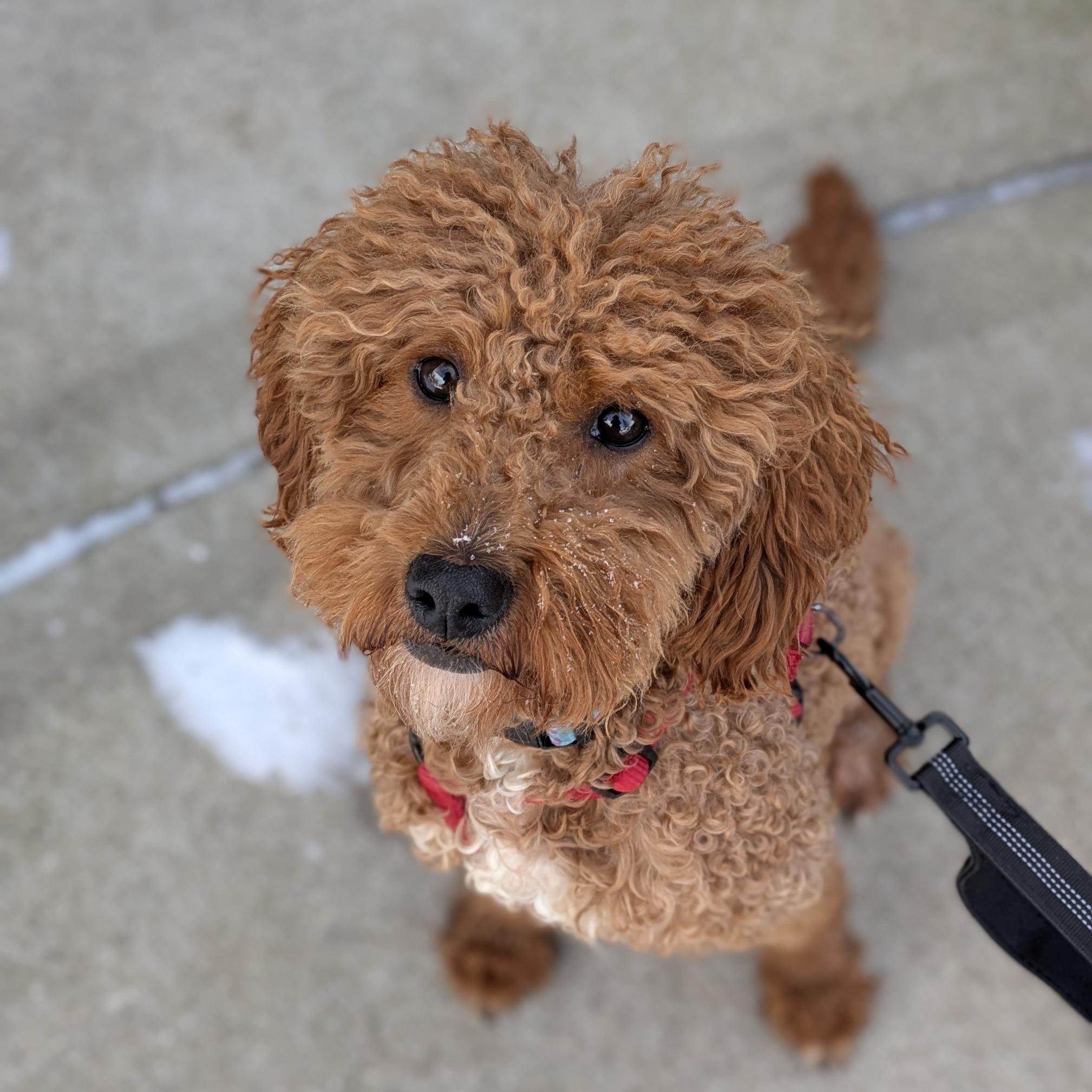 Enlarge Chester - Home Visit in Process, a Adoptable Goldendoodle in Hartland, WI image 2/6