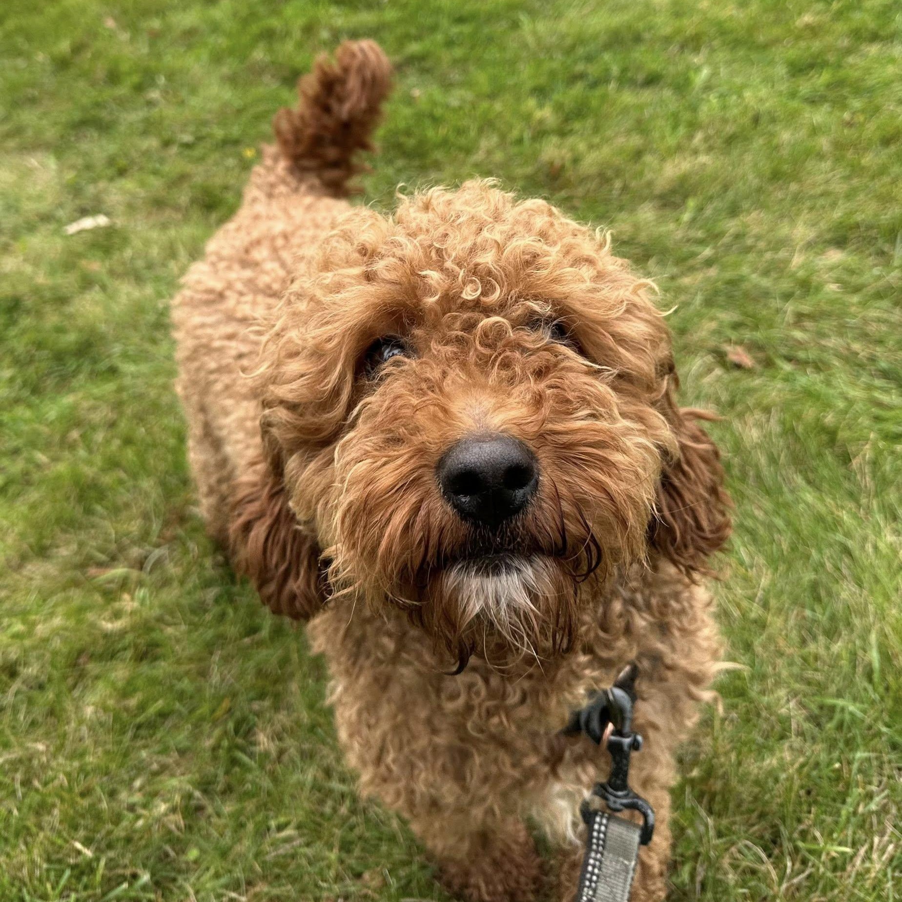 Enlarge Chester - Foster Home Needed, a Adoptable Goldendoodle in Hartland, WI image 2/6