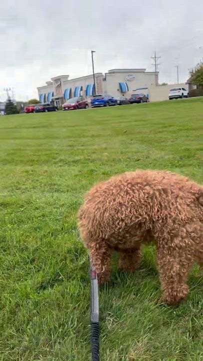 Enlarge Chester - Foster Home Needed, a Adoptable Goldendoodle in Hartland, WI video 6/6