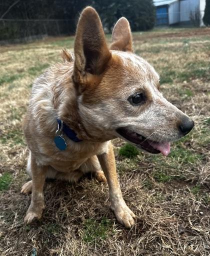Nyla, Adoptable, Young Female Cattle Dog & Mixed Breed.
