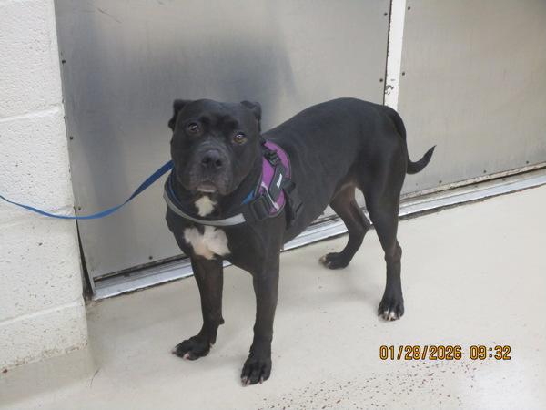 Enlarge Baked Beans/raven(28), a Adoptable mixed breed in Marietta, GA image 1/1