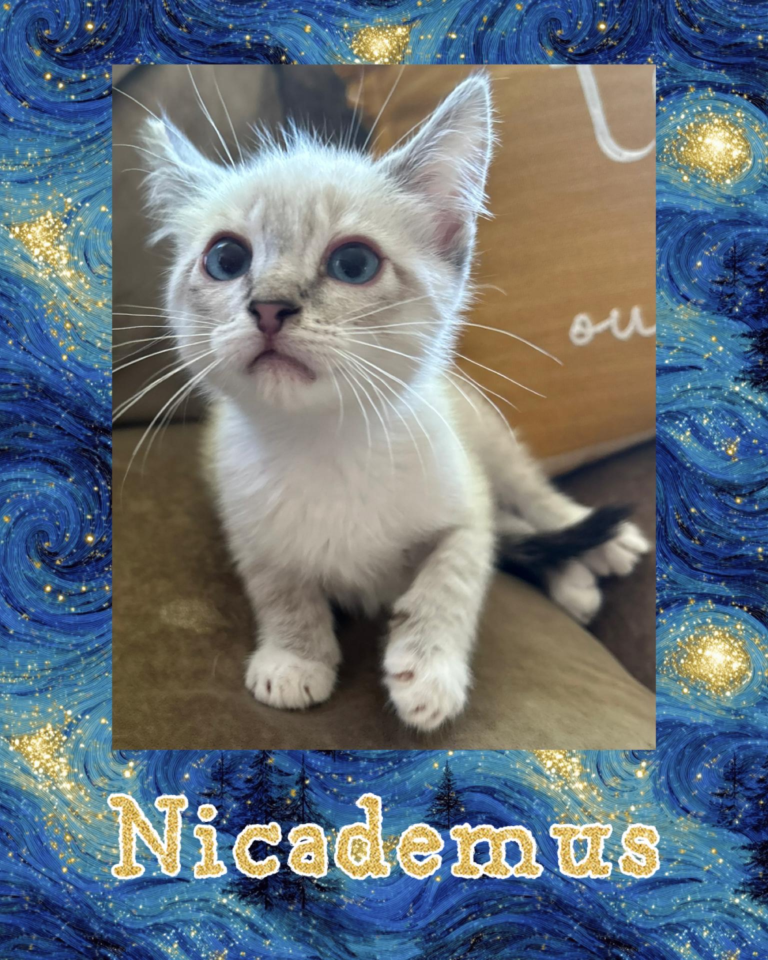 Enlarge Nicademus, a ADOPTABLE Tabby in Pasco, WA image 2/2
